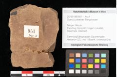Foto (Objekt + Etikett) von Quercus palaeoilex Ettingshausen (NHMW-GEO-2024-0188-0951)